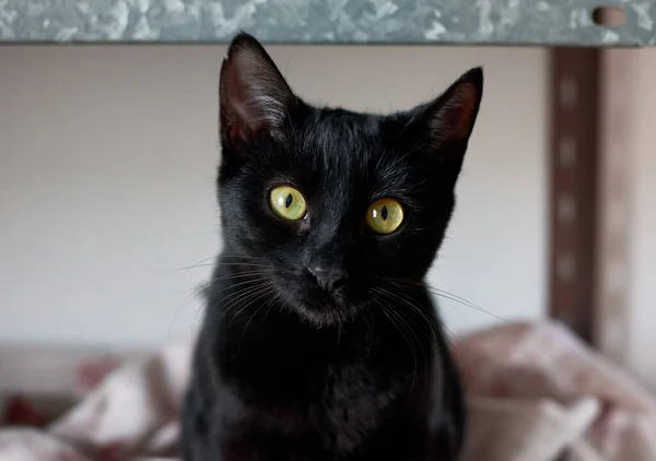 Retrato Adorable Gato Negro Doméstico Sentado Una Cama Con Fondo — Foto de Stock