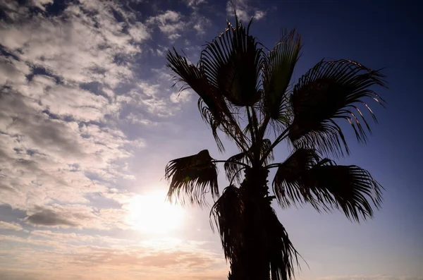 Beautiful View Palm Tree Blue Cloudy Sky — Stock Photo, Image