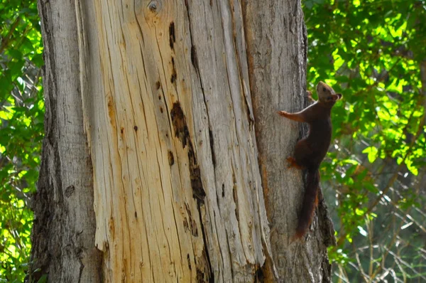 Closeup Squirrel Climbing Tree — Stock Photo, Image