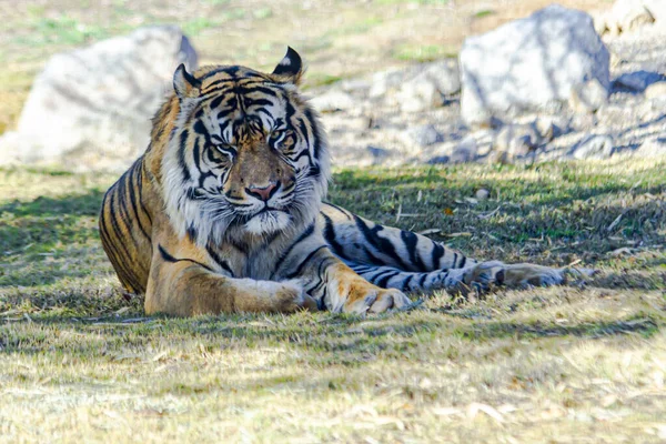 Eye Level Shot Angry Sumatran Tiger Resting Shade Lying Fresh — Stock Photo, Image