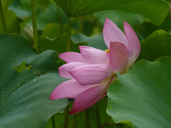 Eine Closeup Aufnahme Eines Lotus Auf Einem Teich — Stockfoto