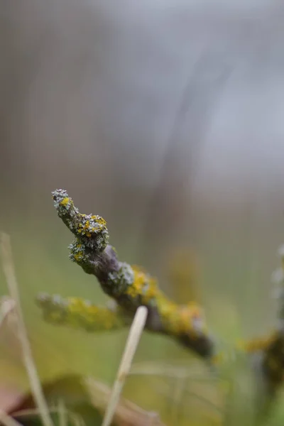 Vertical Shot Lichens Tree Branch — Stock Photo, Image