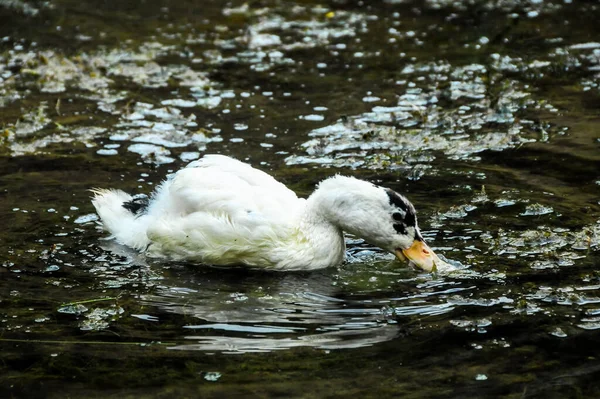 Tiro Seletivo Foco Pato Branco Lagoa — Fotografia de Stock