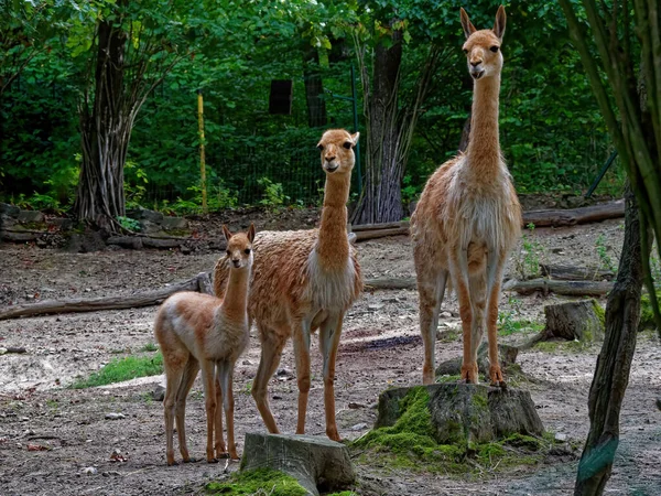 Näkymä Kolme Vicunaa Seisoo Eläintarhassa — kuvapankkivalokuva