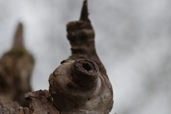 Een Close Shot Van Een Oud Houten Stuk Met Een — Stockfoto