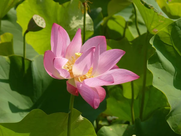 Eine Closeup Aufnahme Eines Lotus Auf Einem Teich — Stockfoto
