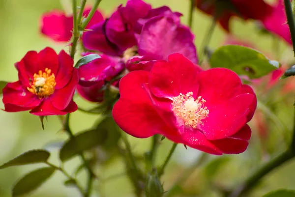 Une Mise Point Sélective Roses Rouges Roses Fleurs Dans Verdure — Photo