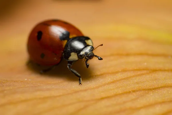 Tiro Macro Close Uma Joaninha Uma Folha Laranja — Fotografia de Stock