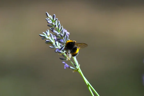 Närbild Ett Som Samlar Pollen Lavendel — Stockfoto