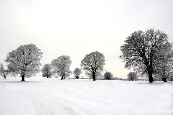 Eine Schöne Aufnahme Gefrorener Bäume Einem Verschneiten Feld — Stockfoto