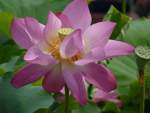 Eine Closeup Aufnahme Eines Lotus Auf Einem Teich — Stockfoto