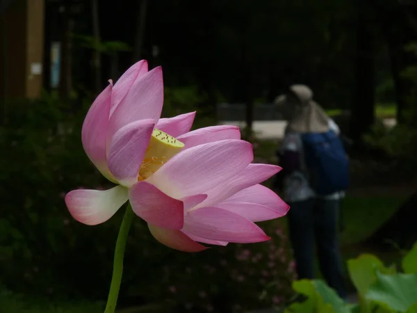 Cliché Lotus Sur Étang — Photo