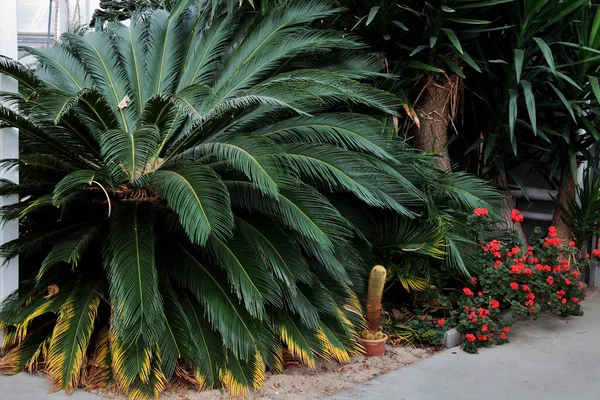 Eine Nahaufnahme Von Tropischen Pflanzen Und Roten Blumen — Stockfoto