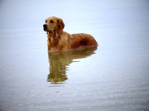 Piękne Ujęcie Psa Retrievera Morzu — Zdjęcie stockowe