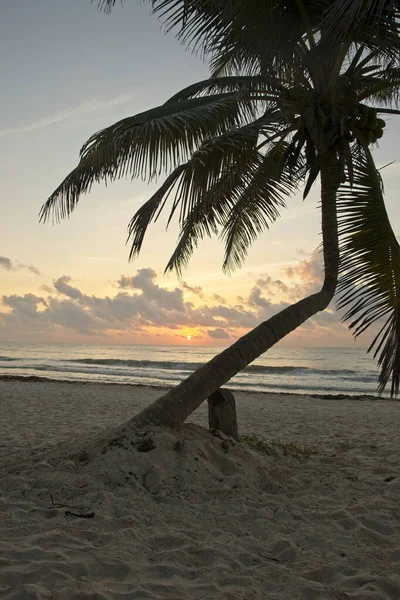 墨西哥图卢姆 金塔纳罗奥州图卢姆沙滩上的一棵热带树木在日落时分的垂直照片 — 图库照片