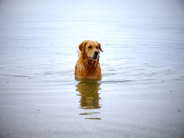 Een Prachtig Shot Van Een Golden Retriever Hond Zee — Stockfoto