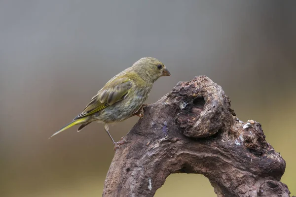 欧洲绿翅栖息在木头上的一种有选择的聚焦镜头 — 图库照片