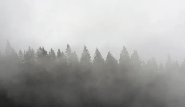 Een Prachtig Shot Van Sparren Bomen Een Mistige Dag — Stockfoto