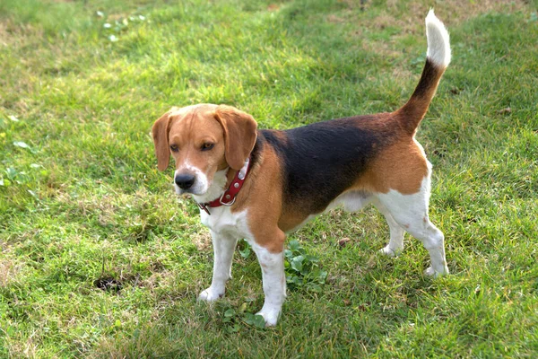 Perro Beagle Con Collar Rojo Parque —  Fotos de Stock