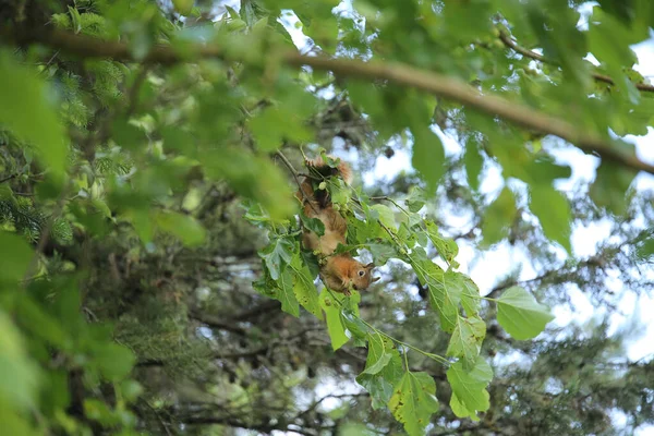Ağaçtaki Yeşil Yapraklı Şirin Bir Sincabı Yakından Çek — Stok fotoğraf