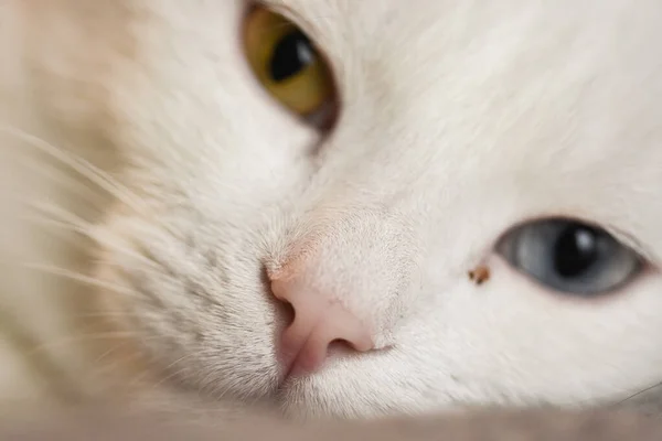 Une Mise Point Sélective Joli Chat Blanc Aux Yeux Multicolores — Photo