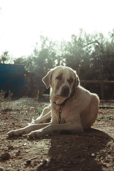 Ritratto Ravvicinato Simpatico Cane Parco — Foto Stock