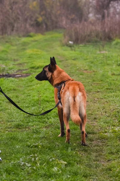 Vertical Shot Cute German Shepherd Backyard — Stock Photo, Image