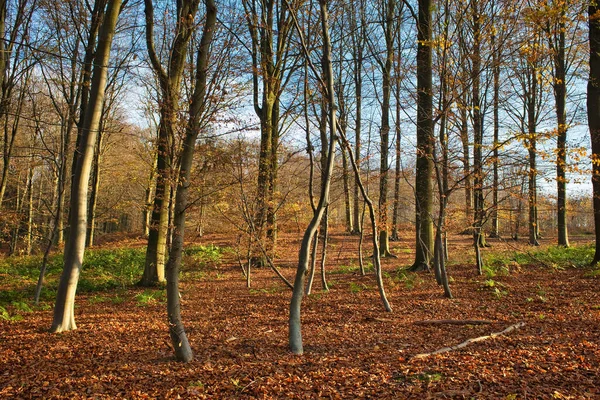 Een Pad Het Vroege Herfstveld Met Vallende Bladeren — Stockfoto