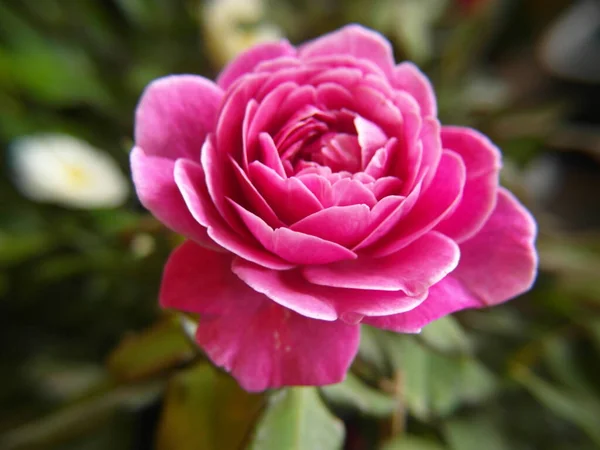 Eine Nahaufnahme Einer Zartrosa Blühenden Rehblume Mit Einem Naturhintergrund — Stockfoto