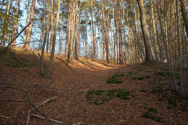 Ein Weg Frühherbstfeld Mit Fallenden Blättern — Stockfoto