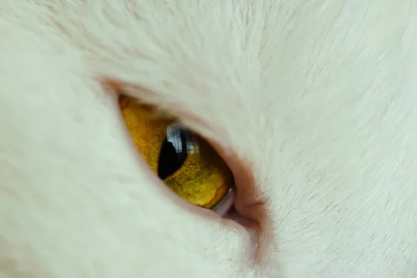 Una Toma Selectiva Enfoque Lindo Ojo Gato Blanco —  Fotos de Stock