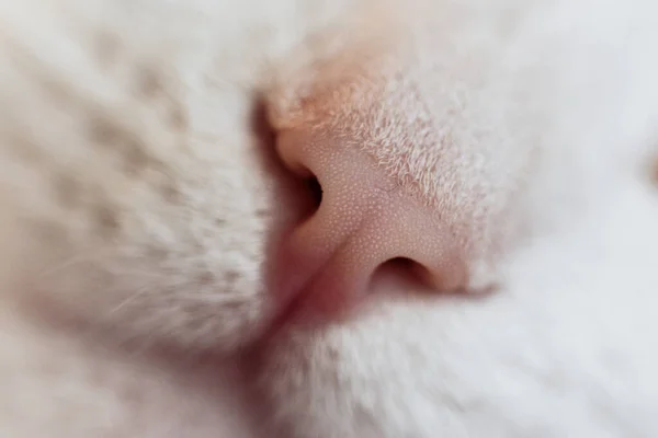 Selective Focus Shot Cute White Cat Little Nose — Stock Photo, Image
