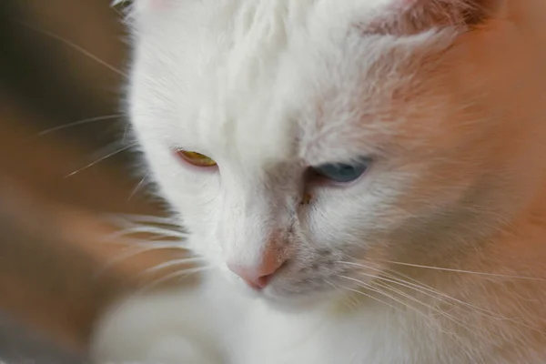 Tiro Foco Seletivo Gato Branco Bonito Com Olhos Multicoloridos — Fotografia de Stock