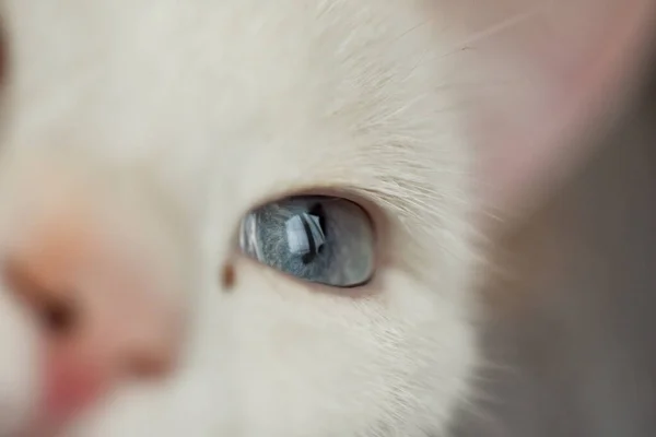 Tiro Foco Seletivo Gato Branco Bonito — Fotografia de Stock