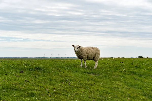 Выстрел Пушистой Овцы Спокойно Стоящей Пастбище — стоковое фото