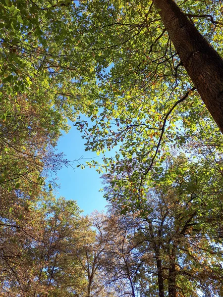 Plano Vertical Árboles Parque Bajo Luz Del Sol Cielo Azul — Foto de Stock