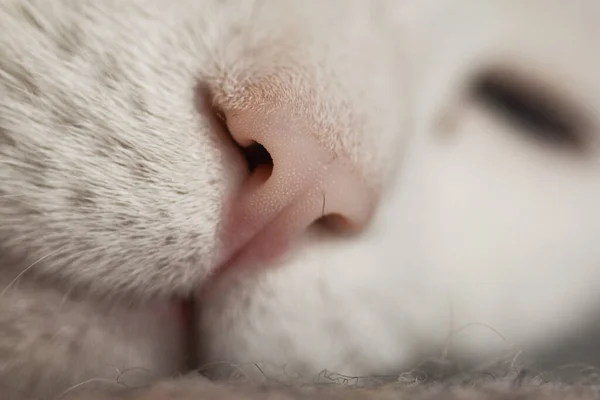 Selective Focus Shot Cute White Cat Little Nose — Stock Photo, Image