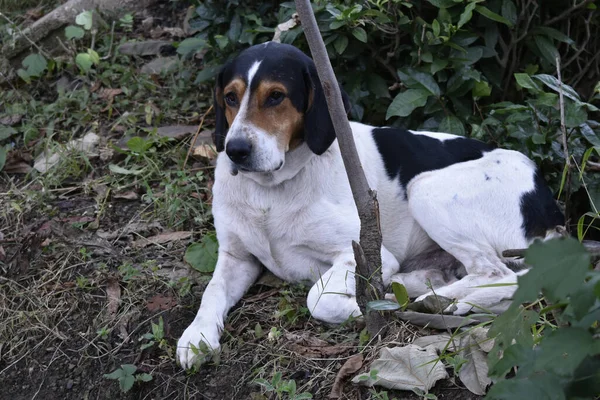 一只爱沙尼亚猎犬坐在草地上的特写镜头 — 图库照片