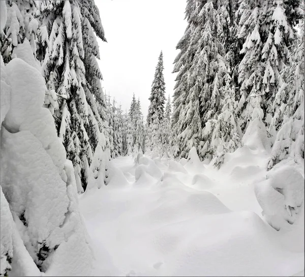 Eine Wunderschöne Winterlandschaft Mit Majestätischen Schneebedeckten Bäumen — Stockfoto