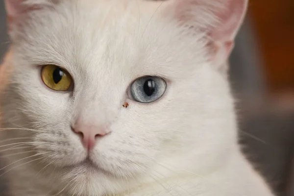 Tiro Foco Seletivo Gato Branco Bonito Com Olhos Multicoloridos — Fotografia de Stock