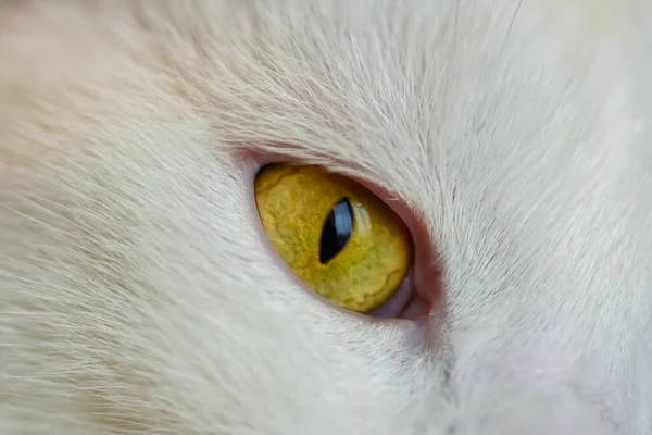 一只可爱的白猫的选择性镜头 — 图库照片