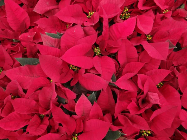 Primer Plano Flores Flor Vibrante Roja Para Fondo — Foto de Stock