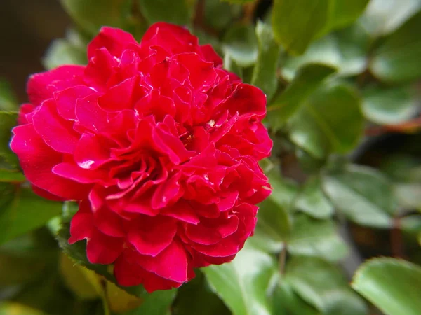 Primo Piano Fiore Peonia Rosso Fiore Con Uno Sfondo Naturale — Foto Stock