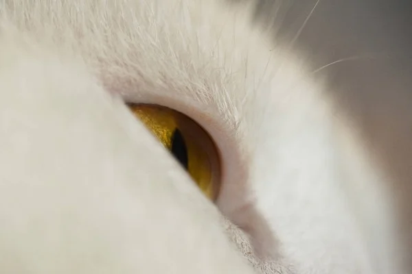 Tiro Seletivo Foco Olho Gato Branco Bonito — Fotografia de Stock
