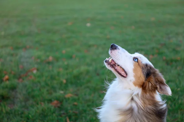 Der Englische Schäferhund Mit Den Blauen Augen Spielt Auf Der — Stockfoto