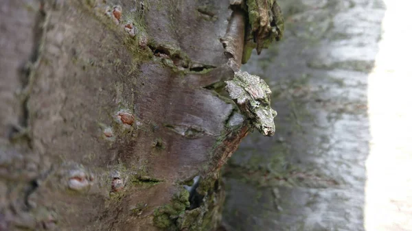 Detailní Záběr Starý Kmen Stromu — Stock fotografie