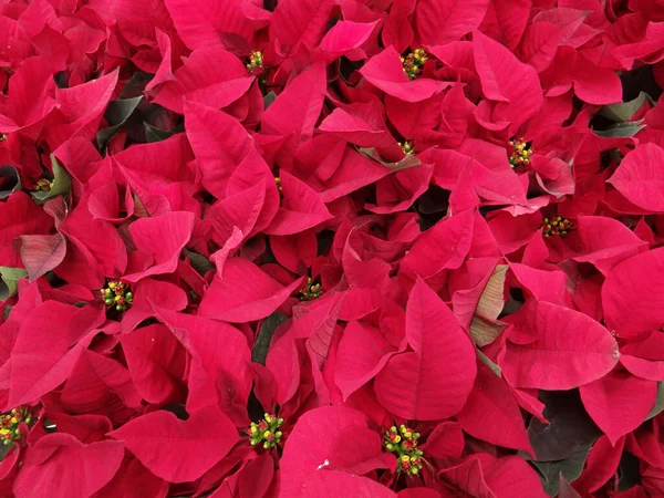背景のための赤い鮮やかな開花点状花のクローズアップショット — ストック写真
