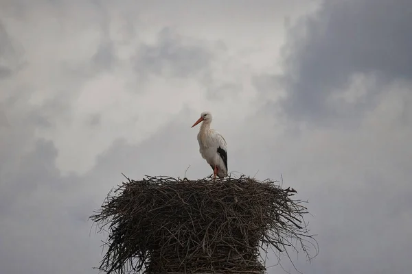 Ein Tiefflug Von Einem Storch Der Ruhig Auf Seinem Nest — Stockfoto
