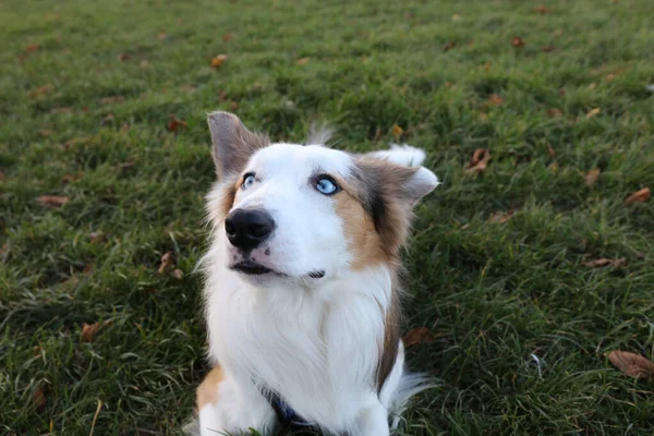 English Shepherd Blue Eyes Playing Grassy Field — Stock Photo, Image