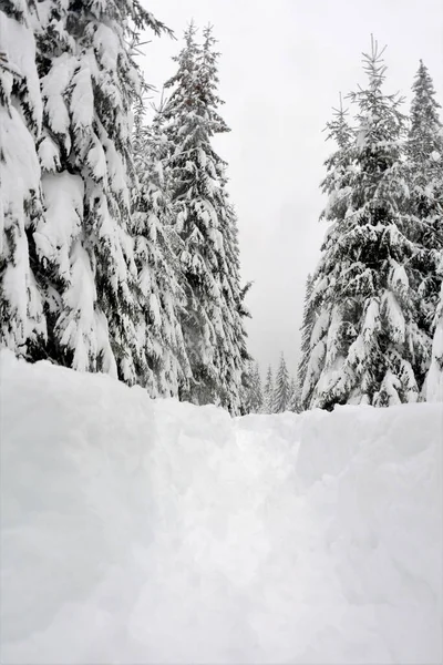 Eine Wunderschöne Winterlandschaft Mit Majestätischen Schneebedeckten Bäumen — Stockfoto
